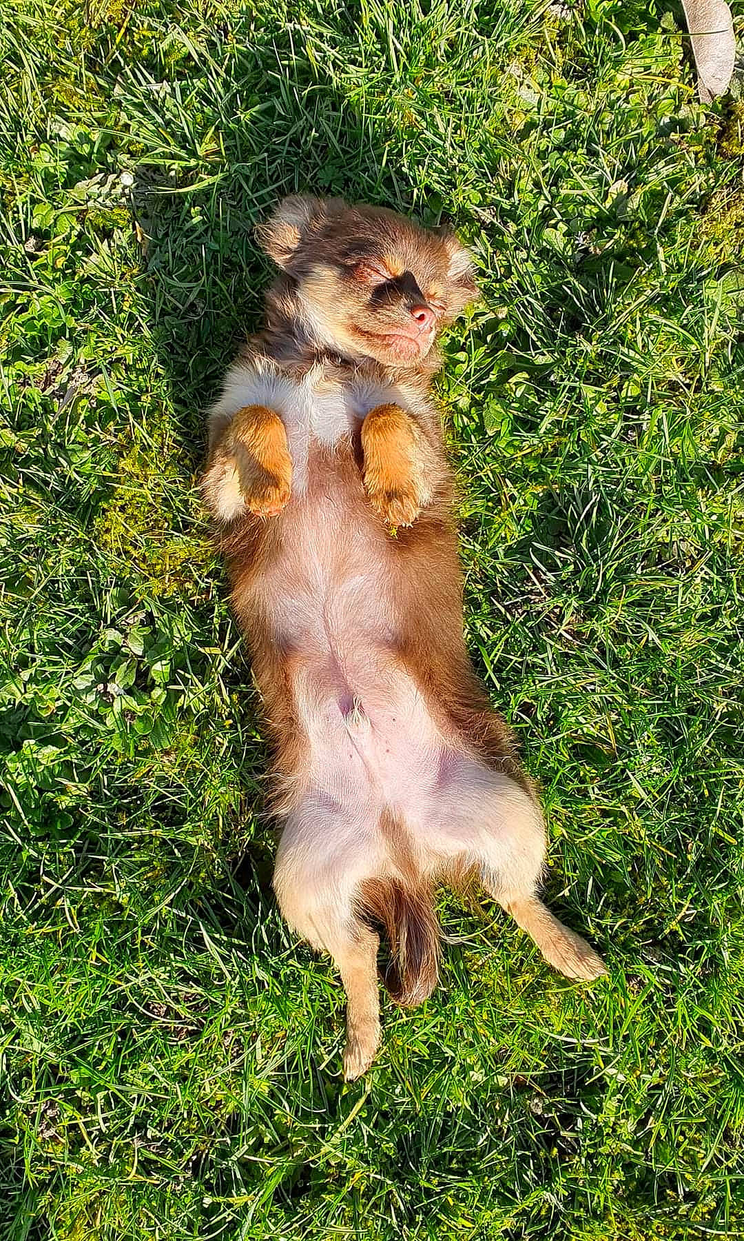 Kilou participe au concours pour gagner de l'argent avec cette photo : canidae, carnivore, companion_dog, dog_breed, fawn, fur, grass, groundcover, langur, macaque, paw, plant, primate, rhesus_macaque, snout, sporting_group, tail, terrestrial_animal, wildlife