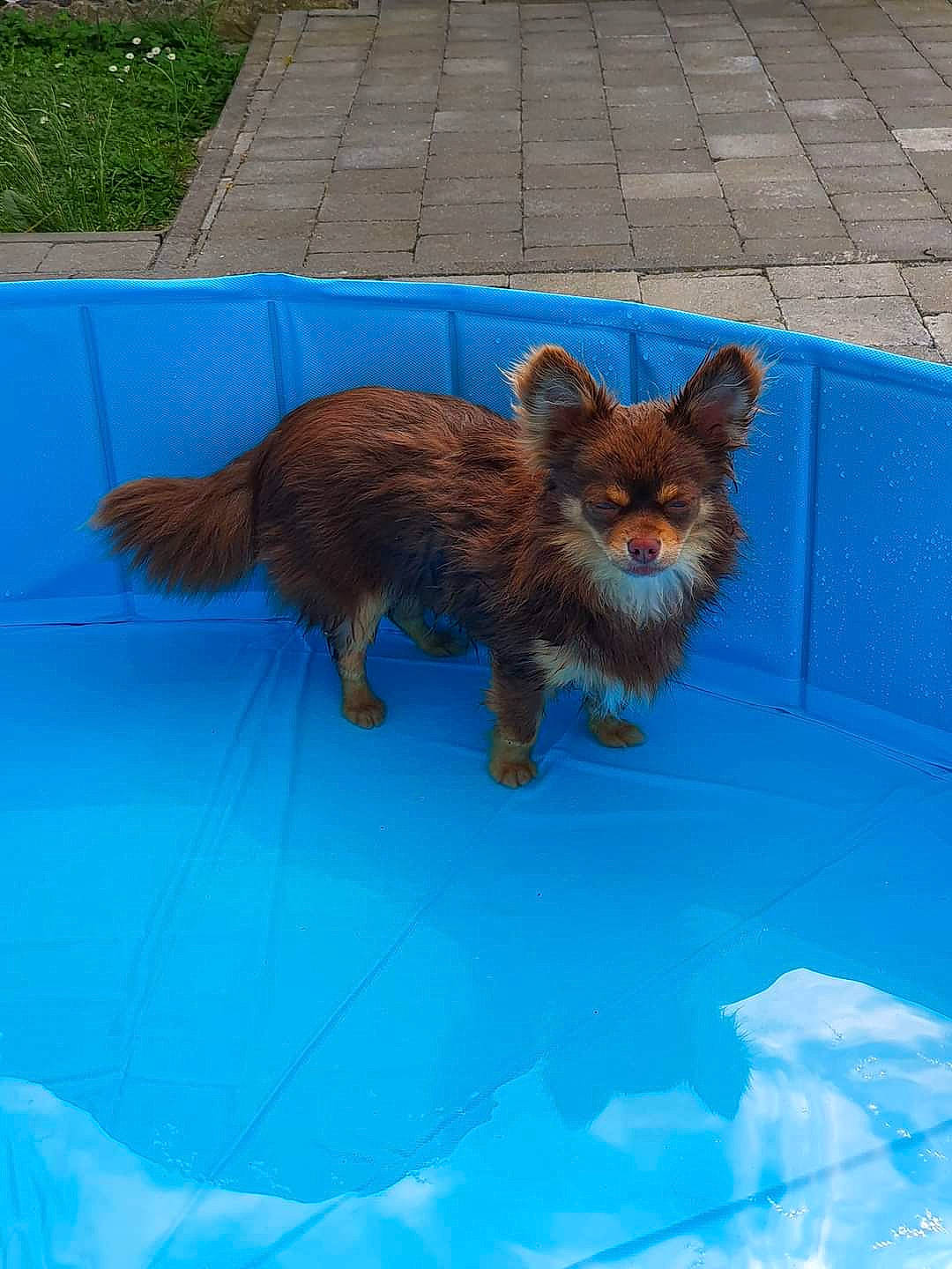 Kilou a rejoint le concours — aidez-le/la à gagner de superbes lots ! blue, canidae, carnivore, cat, companion_dog, dog_breed, domestic_short_haired_cat, electric_blue, fawn, felidae, fur, paw, small_to_medium_sized_cats, snout, sporting_group, tail, terrestrial_animal, tire, whiskers, wildlife