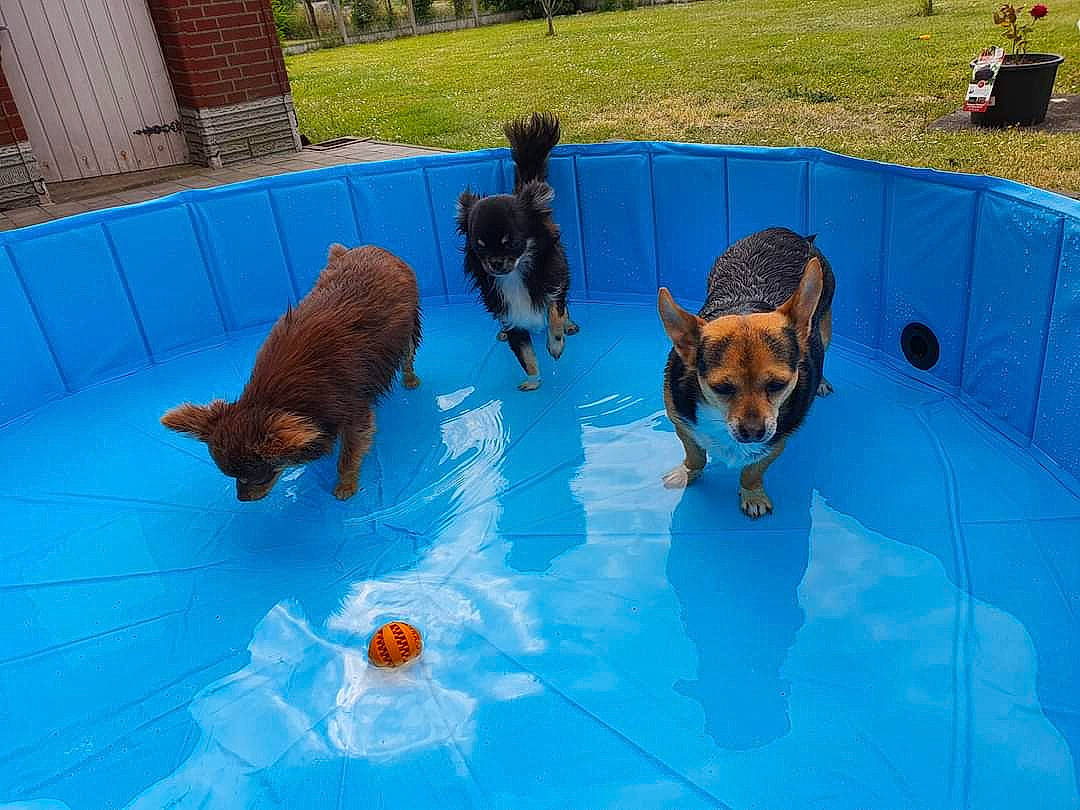 Stella a rejoint le concours — aidez-le/la à gagner de superbes lots ! bathing, canidae, carnivore, companion_dog, dog, dog_breed, dog_sports, dog_supply, fawn, fun, grass, guard_dog, leisure, plant, recreation, sporting_group, swimming_pool, water, working_animal, working_dog