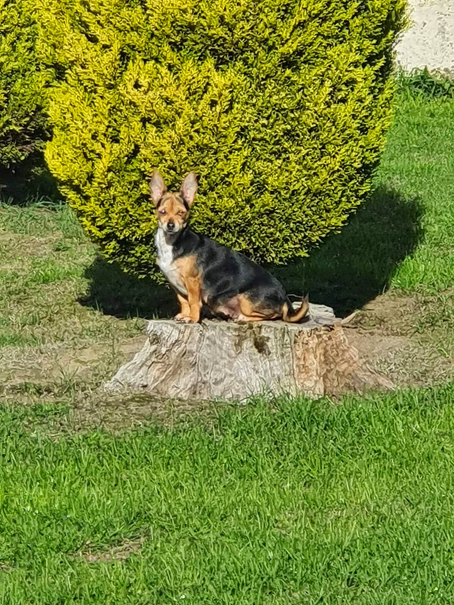 Stella a rejoint le concours — aidez-le/la à gagner de superbes lots ! canidae, carnivore, companion_dog, dog, dog_breed, fawn, garden, grass, grass_family, grassland, groundcover, lawn, pasture, people_in_nature, plant, shadow, shrub, sporting_group, tail, tree