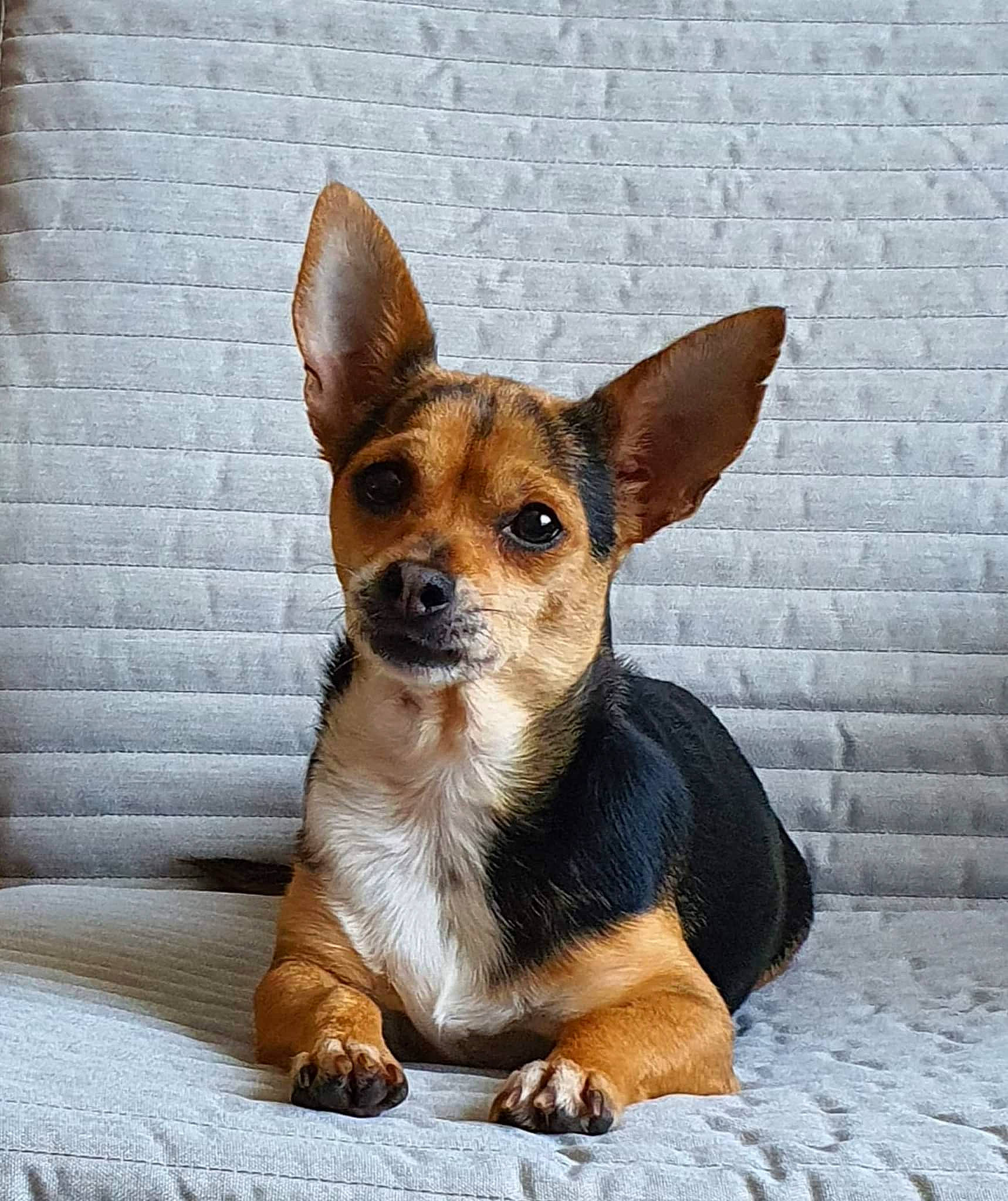 Stella participe au concours pour gagner de l'argent avec cette photo : canidae, carnivore, comfort, companion_dog, dog, dog_breed, dog_supply, ear, eye, fawn, fur, paw, puppy, russkiy_toy, snout, sporting_group, terrestrial_animal, toy_dog, whiskers, working_animal