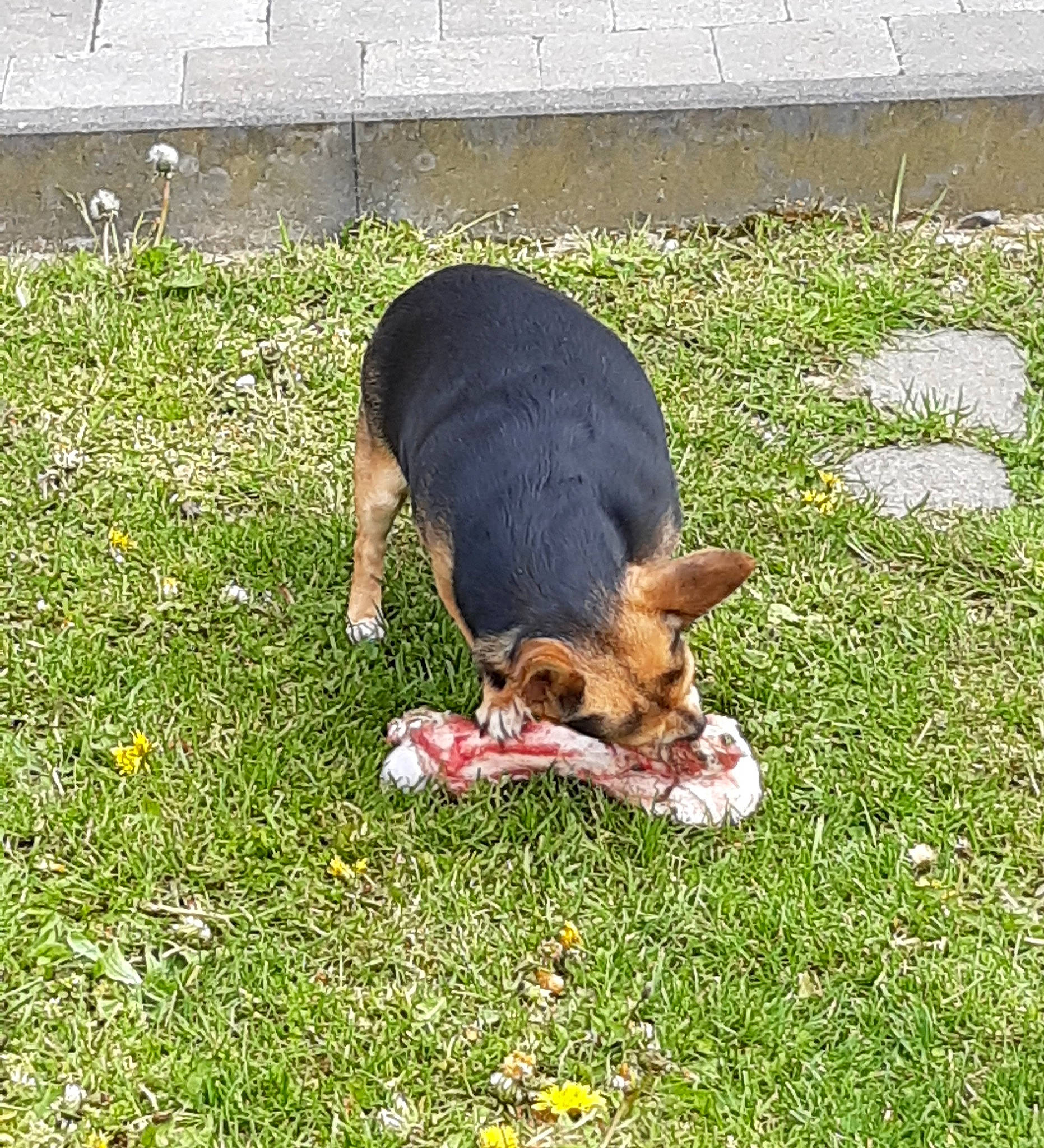 Stella participe au concours pour gagner de l'argent avec cette photo : beagle, canidae, carnivore, companion_dog, dog, dog_breed, grass, grassland, groundcover, hound, hunting_dog, paw, people_in_nature, plant, scent_hound, sporting_group, tail, working_dog