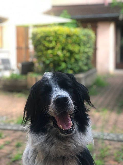 Mouche participe au concours pour gagner de l'argent avec cette photo : australian_shepherd, border_collie, canidae, carnivore, companion_dog, dog, dog_breed, dog_collar, door, fang, fur, grass, herding_dog, plant, sporting_group, tree, whiskers, window, working_animal, working_dog