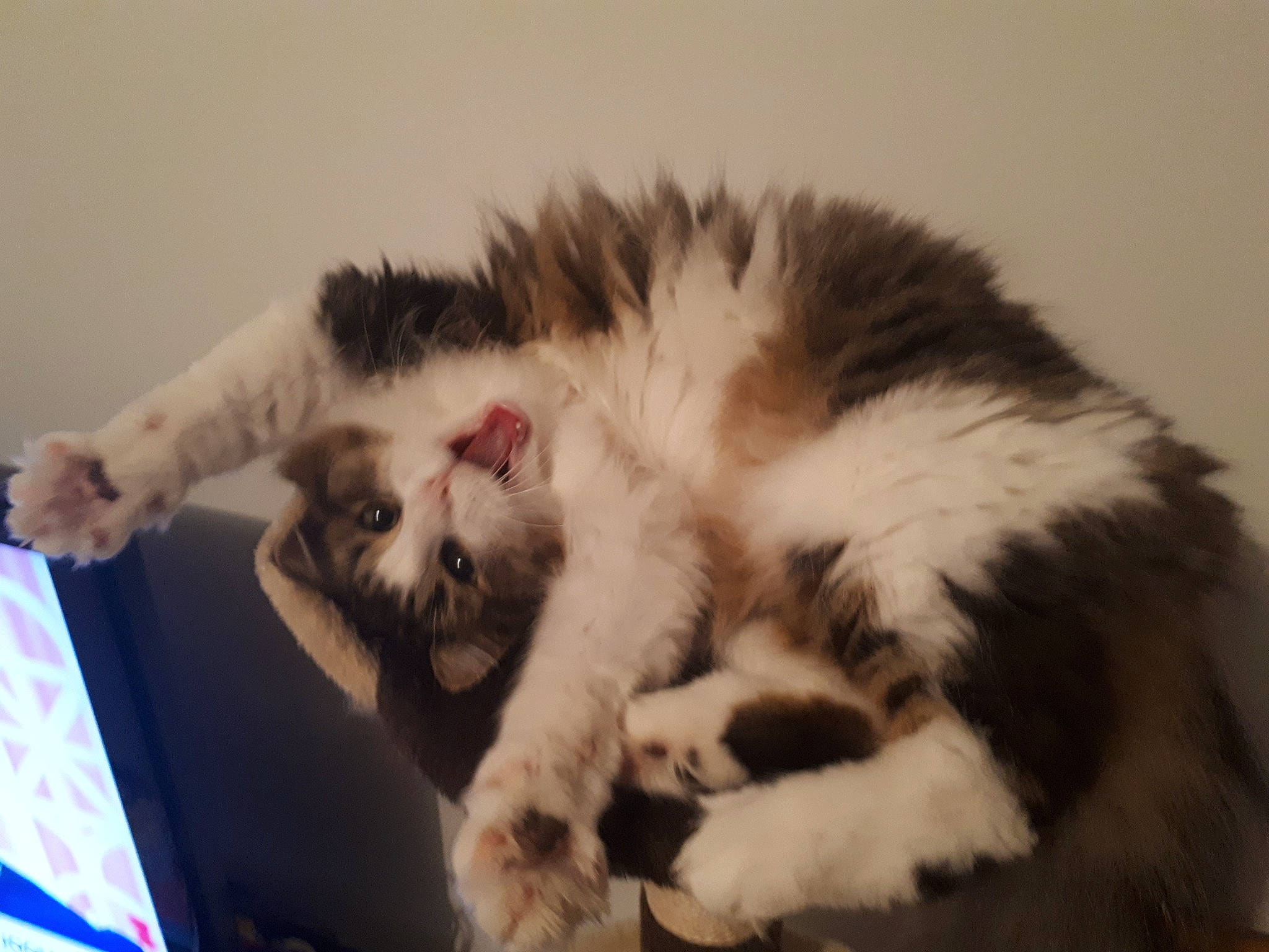 Ilou Sue participe au concours pour gagner de l'argent avec cette photo : american_curl, carnivore, cat, felidae, fur, kitten, mammal, norwegian_forest_cat, paw, polydactyl_cat, small_to_medium_sized_cats, snout, whiskers