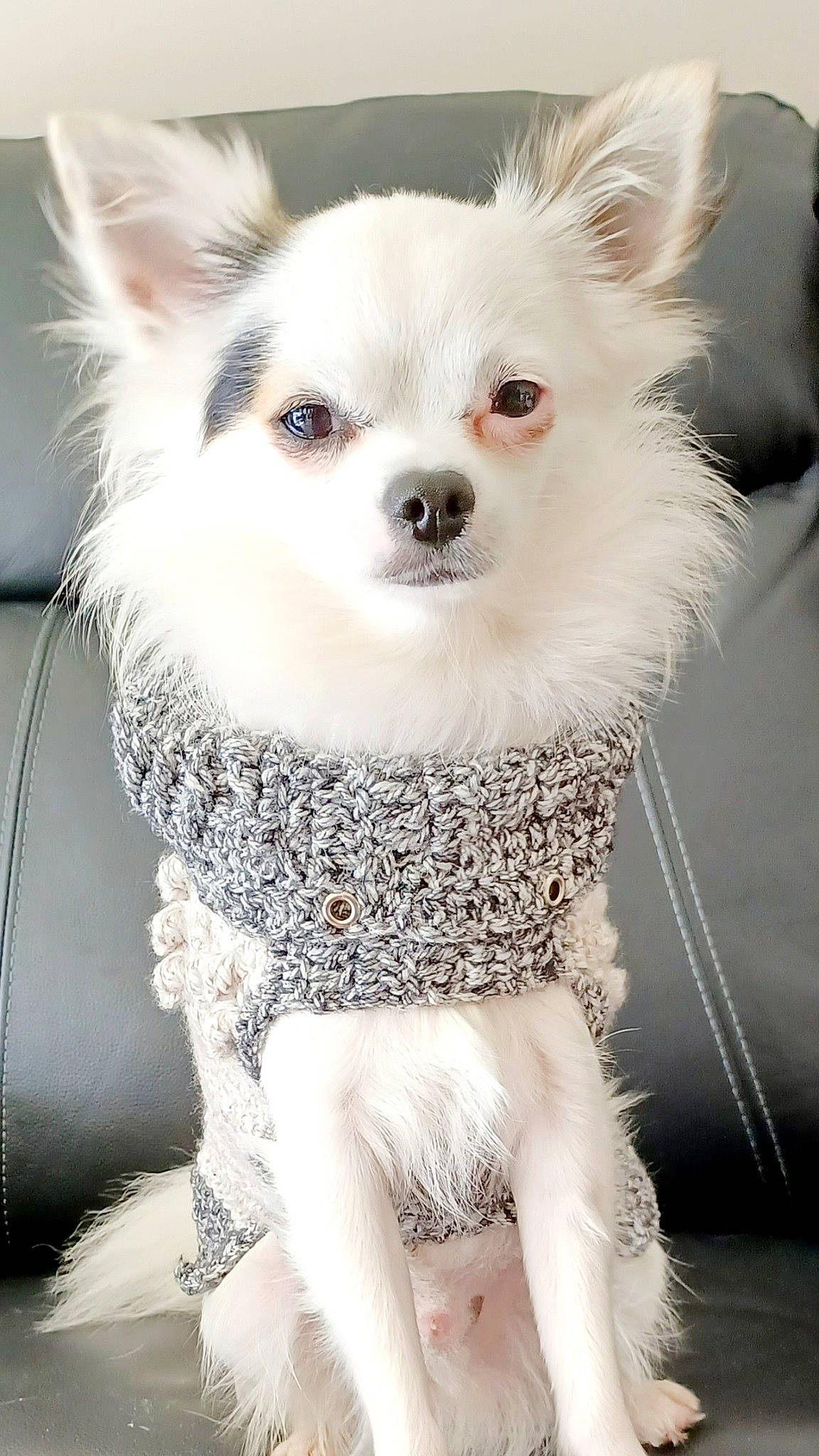 Pirate a rejoint le concours — aidez-le/la à gagner de superbes lots ! canidae, carnivore, chihuahua, companion_dog, corgi_chihuahua, dog, dog_breed, dog_supply, ear, fashion_accessory, fawn, fur, iris, pet_supply, snout, sporting_group, toy_dog, whiskers, white, working_animal