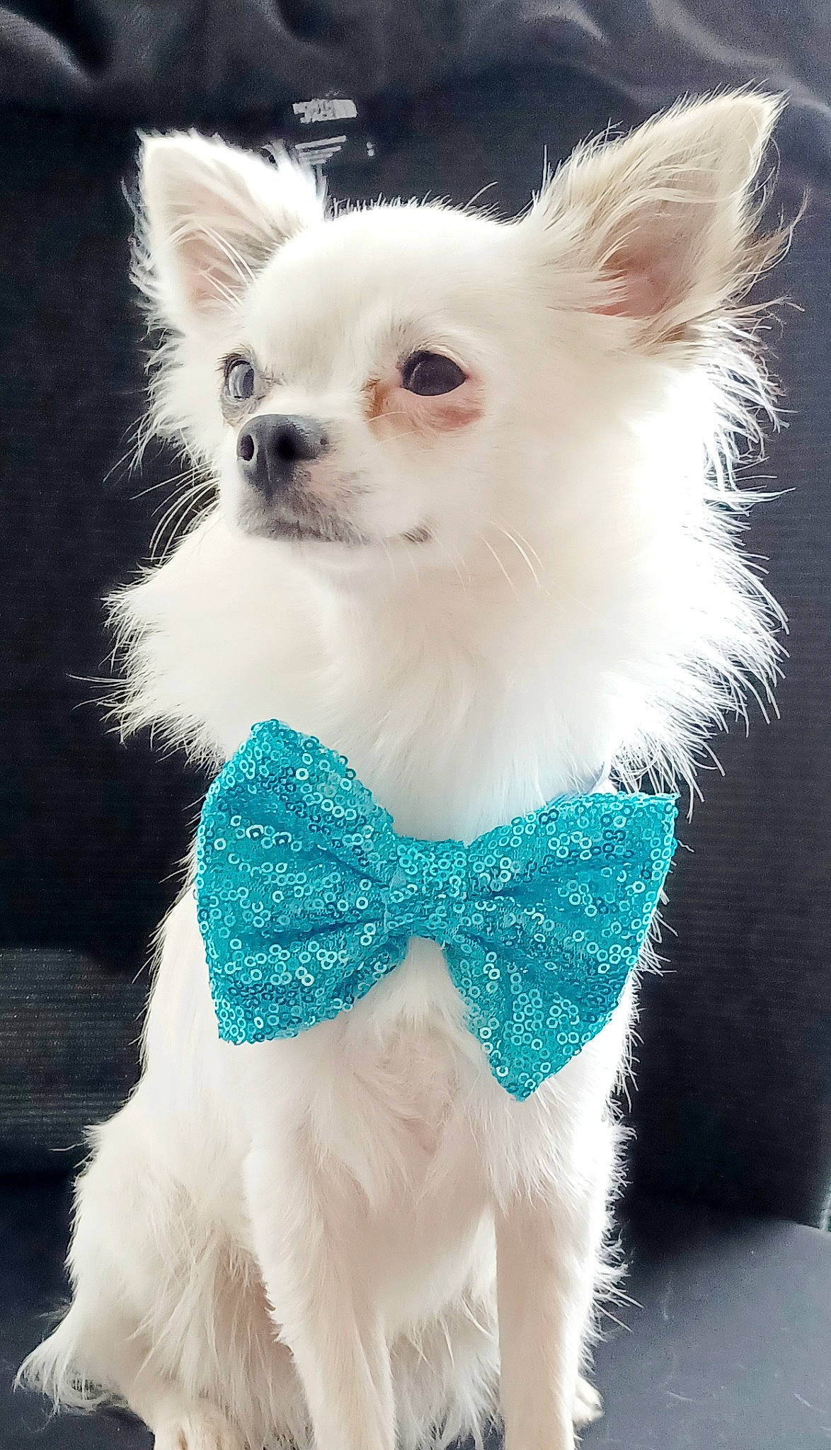 Pirate a rejoint le concours — aidez-le/la à gagner de superbes lots ! carnivore, chihuahua, clothing, companion_dog, dog, dog_breed, dog_clothes, dog_supply, ear, electric_blue, fawn, fur, green, outerwear, snout, tail, toy_dog, whiskers, white, working_animal