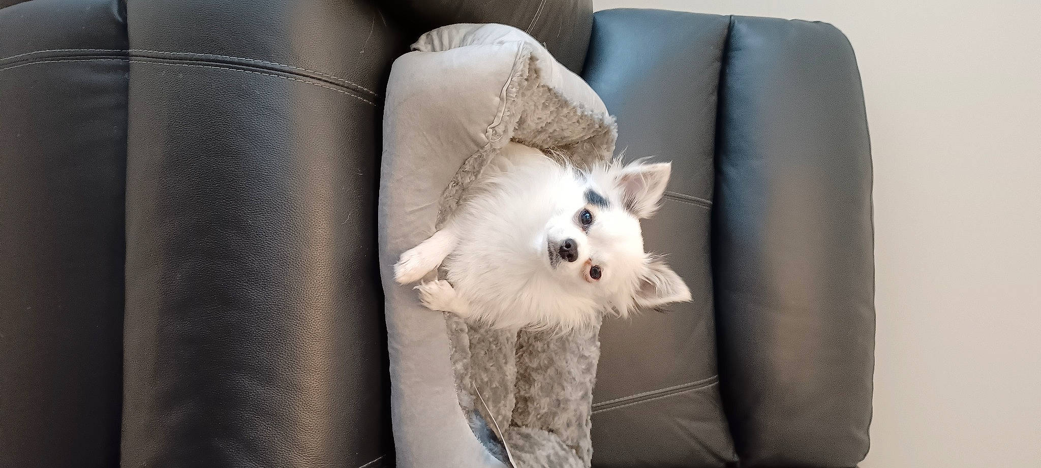 Pirate a rejoint le concours — aidez-le/la à gagner de superbes lots ! canidae, carnivore, chair, comfort, companion_dog, couch, dog_breed, fashion_accessory, fawn, felidae, fur, furniture, grey, musical_instrument, paw, small_to_medium_sized_cats, snout, sporting_group, tire, whiskers