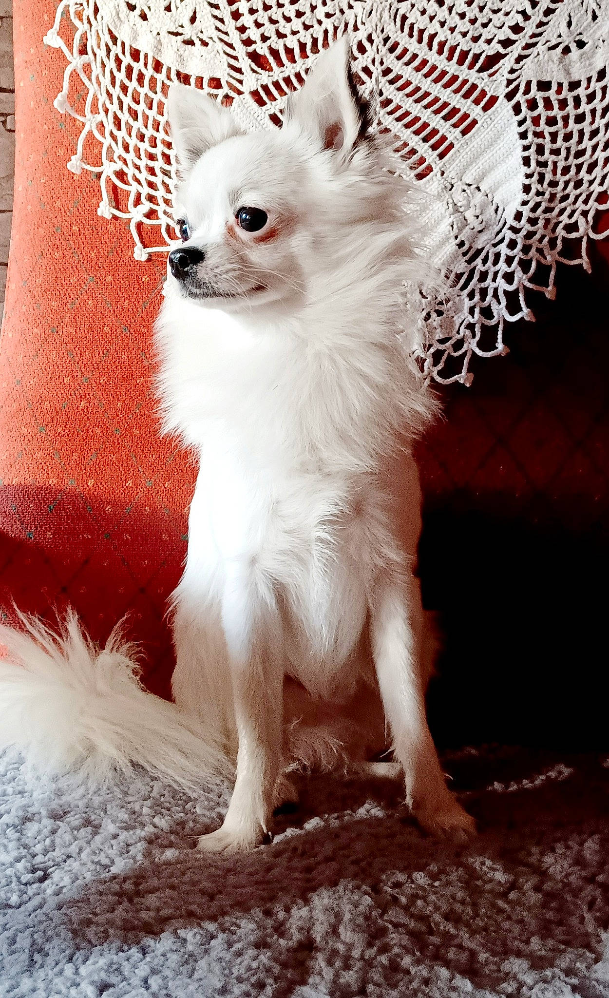 Pirate a rejoint le concours — aidez-le/la à gagner de superbes lots ! canidae, carnivore, companion_dog, dog, dog_breed, dog_supply, fawn, felidae, font, fur, monochrome, monochrome_photography, paw, photo_caption, snout, tail, terrestrial_animal, toy_dog, whiskers, working_animal