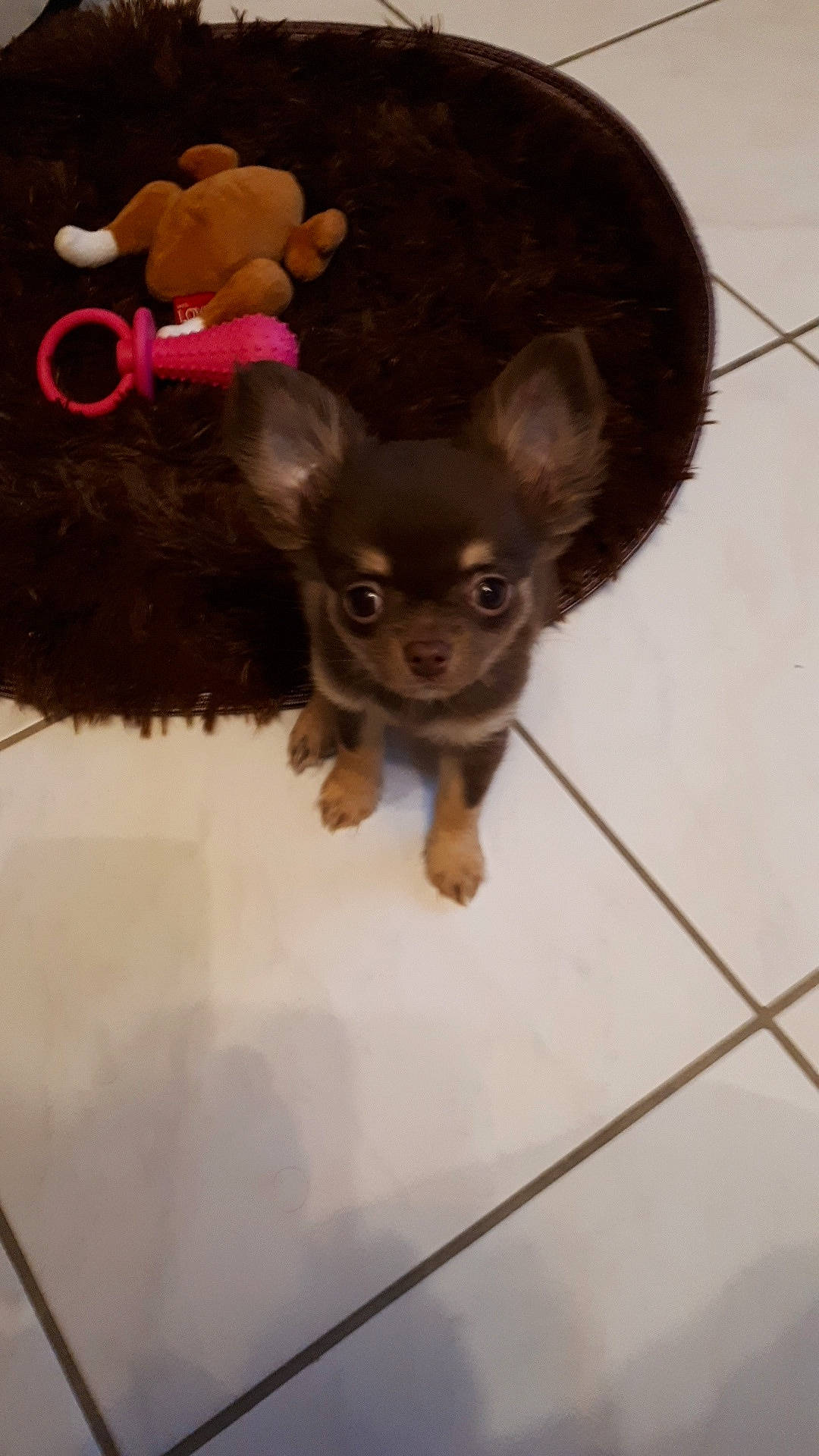 Poky participe au concours pour gagner de l'argent avec cette photo : canidae, carnivore, chihuahua, companion_dog, dog, dog_breed, english_toy_terrier, fawn, mammal, miniature_pinscher, prazsky_krysarik, puppy, russkiy_toy, snout, toy_dog, vertebrate