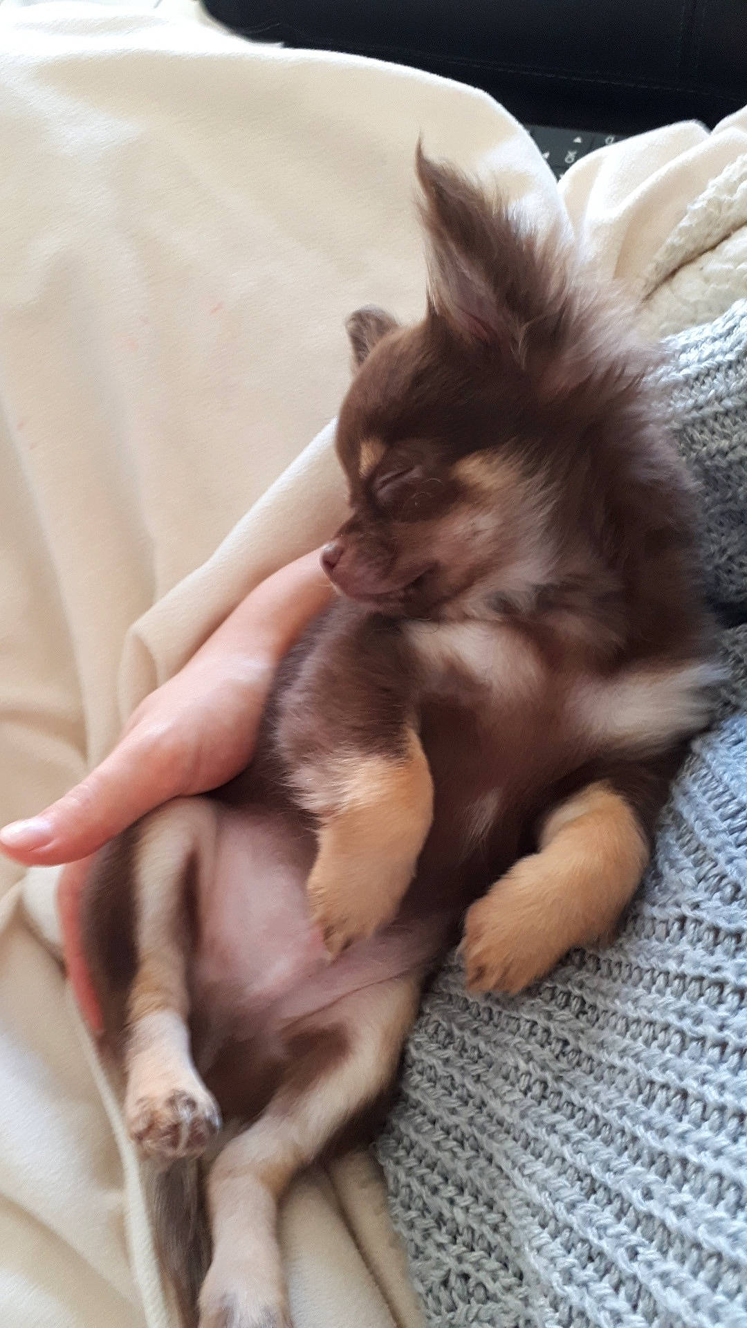 Poky a rejoint le concours — aidez-le/la à gagner de superbes lots ! canidae, carnivore, cat, claw, ear, fawn, felidae, fur, kitten, nap, oriental_longhair, paw, small_to_medium_sized_cats, tail, whiskers