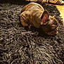 Zauri is registered to the contest to win money with this photo: dog, sleeping, french_bulldog, black_rug, indoor, cozy, shoes, floor, pet, fur, animal, resting, home, carpet, quiet, cute, small_dog, relaxing, mammal, domestic_animal