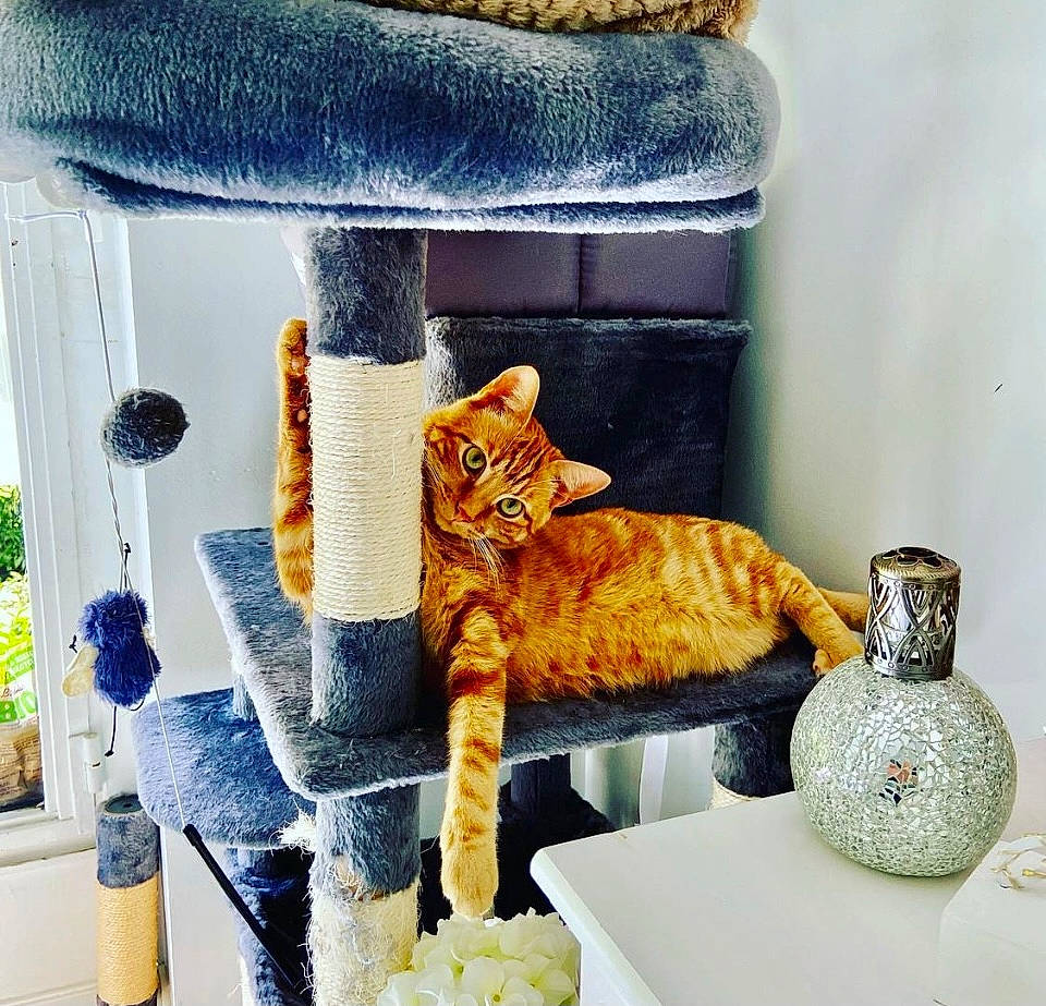 Apollon a rejoint le concours — aidez-le/la à gagner de superbes lots ! carnivore, cat, cat_supply, chair, fawn, felidae, fur, lamp, linens, orange, plant, room, serveware, shelf, shelving, small_to_medium_sized_cats, stuffed_toy, tail, whiskers, yellow