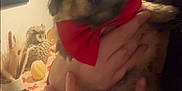 Benji is registered to the contest to win money with this photo: puppy, dog, red_bandana, hand, person, indoor, table, owl_figurine, decoration, dried_plants, cozy, warm_lighting, furniture, room, portrait, cute, animal, pet, holding, soft