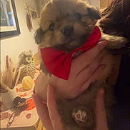 Benji joined the competition — help win amazing prizes! puppy, dog, red_bandana, hand, person, indoor, table, owl_figurine, decoration, dried_plants, cozy, warm_lighting, furniture, room, portrait, cute, animal, pet, holding, soft