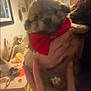 Benji is registered to the contest to win money with this photo: puppy, dog, red_bandana, hand, person, indoor, table, owl_figurine, decoration, dried_plants, cozy, warm_lighting, furniture, room, portrait, cute, animal, pet, holding, soft
