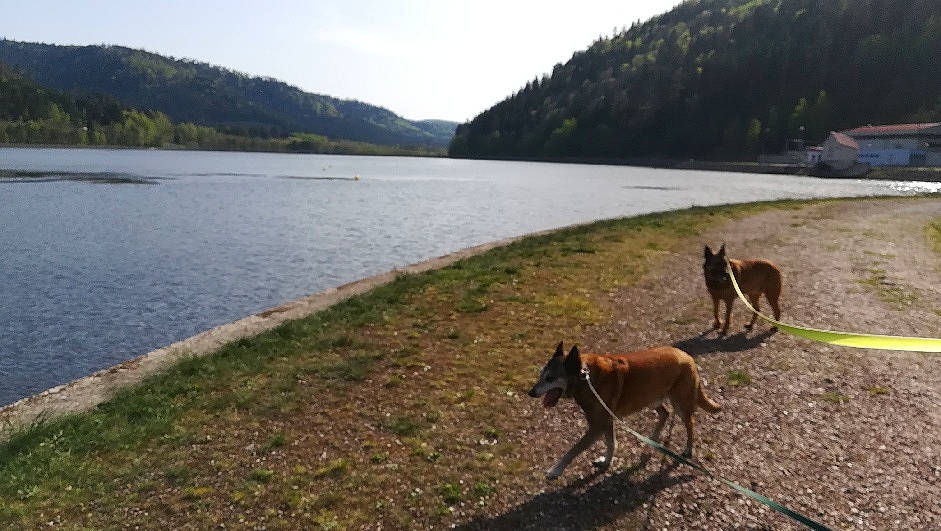 Gucci participe au concours pour gagner de l'argent avec cette photo : carnivore, cloud, coast, dog, dog_breed, fawn, grass, hill, lake, lake_district, landscape, mountain, natural_landscape, plant, reservoir, shore, sky, tree, water, working_animal