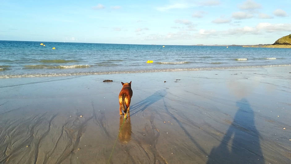 Gucci a rejoint le concours — aidez-le/la à gagner de superbes lots ! beach, calm, carnivore, cloud, coastal_and_oceanic_landforms, dog, dog_breed, fawn, fluid, horizon, lake, landscape, natural_environment, sand, shore, sky, sunlight, water, wind_wave, wood