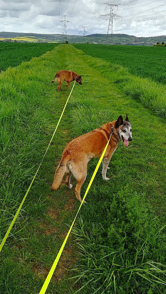 Gucci a rejoint le concours — aidez-le/la à gagner de superbes lots ! canidae, carnivore, cloud, companion_dog, dog, dog_breed, fawn, field, grass, grassland, landscape, meadow, pasture, prairie, rural_area, sky, sporting_group, tail, terrestrial_animal, working_animal