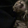 Luffy is registered to the contest to win money with this photo: animal, blurry, cat, closeup, cute, dark_background, dim_light, feline, fur, indoor, kitten, mouth_open, pet, resting, sleepy, small, soft, striped, whiskers, young