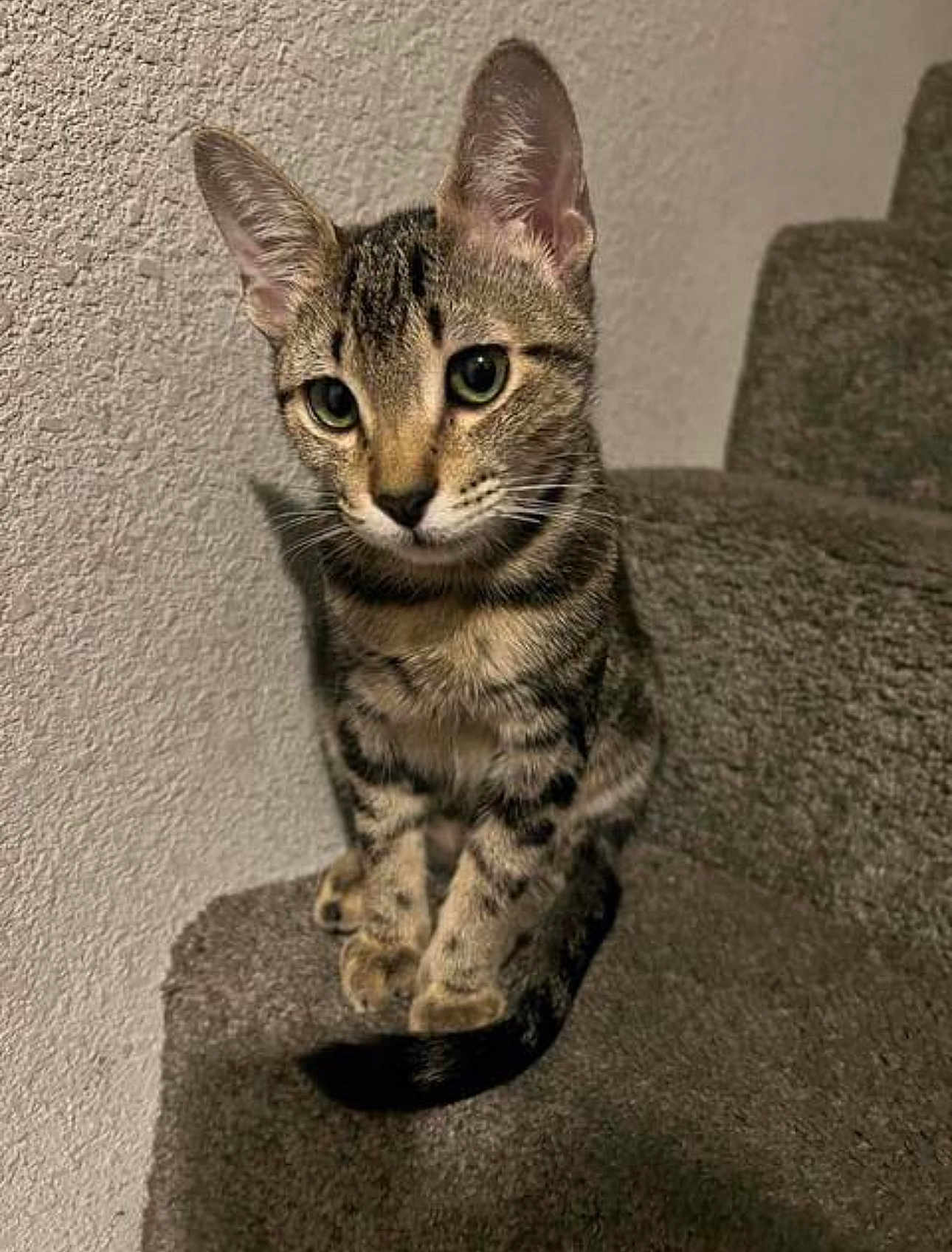 Luffy joined the competition — help win amazing prizes! animal, carpet, cat, curious, cute, ears, feline, fur, indoor, kitten, mammal, pet, portrait, sitting, stairs, tabby, tail, texture, whiskers, young