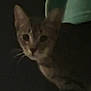 animal, cat, cautious, closeup, curious, dark, domestic_animal, feline, floor, green_fabric, indoor, low_light, mammal, paws, pet, shadow, striped, tabby, walking, whiskers