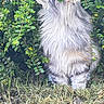 cat, long_hair, fluffy, green_leaves, bush, outdoor, nature, grass, curious, animal, pet, feline, wildlife, portrait, side_view, forest_floor, daylight, plant, mammal, whiskers
