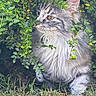 Ayla participe au concours pour gagner de l'argent avec cette photo : cat, tabby, fluffy, gray_cat, greenery, bush, leaves, grass, outdoor, nature, pet, animal, feline, curious, wildlife, garden, closeup, portrait, soft_fur, alert