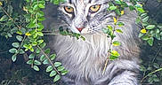 Ayla participe au concours pour gagner de l'argent avec cette photo : cat, animal, fluffy, greenery, bush, leaves, outdoor, nature, grass, curious, pet, mammal, feline, wildlife, portrait, closeup, eyes, whiskers, camouflage, soft_fur