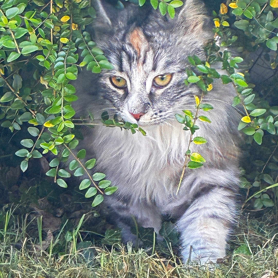 Ayla