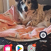 Bella is registered to the contest to win money with this photo: dog, pet, blanket, dog_bed, home, indoor, fur, ears, portrait, cozy, wood_floor, smartphone_screenshot, home_screen, app_icons, notification_badge, settings_icon, play_store_icon, chrome_icon, window, relaxing