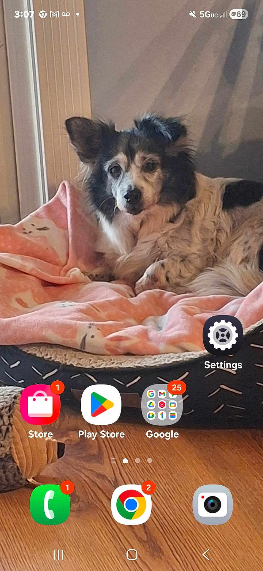 Bella is registered to the contest to win money with this photo: dog, pet, blanket, dog_bed, home, indoor, fur, ears, portrait, cozy, wood_floor, smartphone_screenshot, home_screen, app_icons, notification_badge, settings_icon, play_store_icon, chrome_icon, window, relaxing