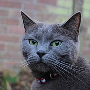 Tim joined the competition — help win amazing prizes! cat, gray_cat, green_eyes, whiskers, fur, collar, outdoor, brick_wall, close_up, pet, animal, mammal, feline, portrait, nature, grass, blurred_background, alert, cute, domestic
