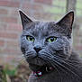cat, gray_cat, green_eyes, whiskers, fur, collar, outdoor, brick_wall, close_up, pet, animal, mammal, feline, portrait, nature, grass, blurred_background, alert, cute, domestic