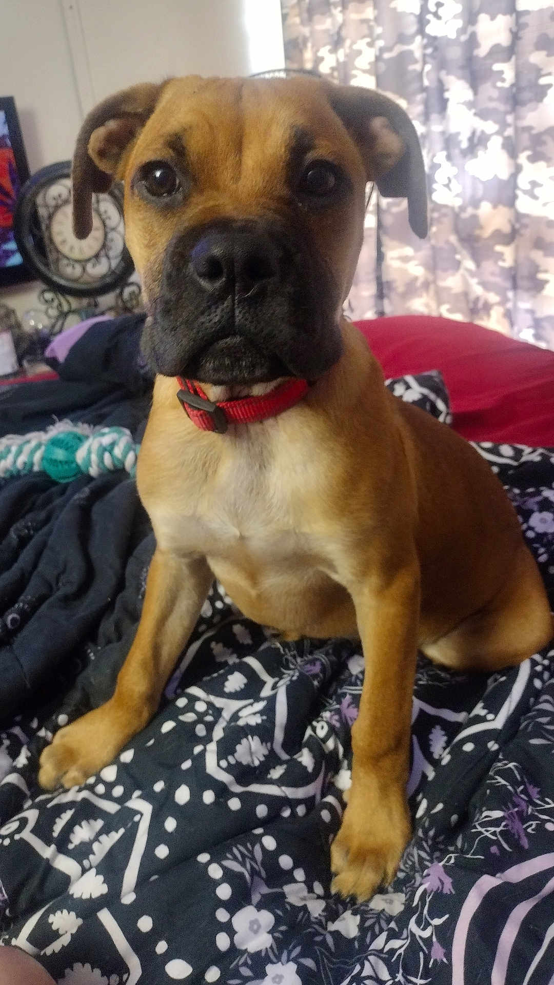 Baby