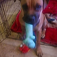 Baby is registered to the contest to win money with this photo: animal, brown_dog, cage, canine, chewing, cute, dog, domestic_animal, fence, floor, indoor, mammal, pet, pet_toy, playful, puppy, red_blanket, toy, young_dog, young_pet