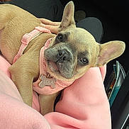 Lola joined the competition — help win amazing prizes! dog, french_bulldog, pet, puppy, animal, portrait, close_up, sitting, lying_down, pink_harness, collar, name_tag, lola, car, vehicle, passenger, lap, pink_clothing, ears, indoors