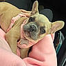 dog, french_bulldog, pet, puppy, animal, portrait, close_up, sitting, lying_down, pink_harness, collar, name_tag, lola, car, vehicle, passenger, lap, pink_clothing, ears, indoors