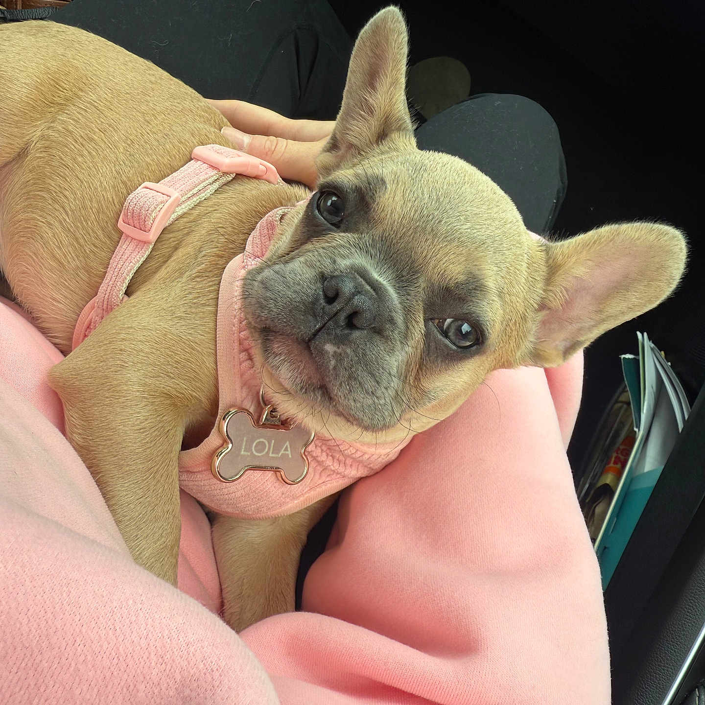 Lola joined the competition — help win amazing prizes! dog, french_bulldog, pet, puppy, animal, portrait, close_up, sitting, lying_down, pink_harness, collar, name_tag, lola, car, vehicle, passenger, lap, pink_clothing, ears, indoors