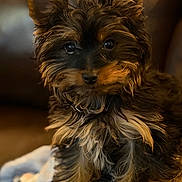 Django joined the competition — help win amazing prizes! dog, puppy, yorkshire_terrier, small_dog, fur, fluffy, ears, eyes, nose, portrait, close_up, indoor, couch, blanket, sitting, cozy, brown_black, long_hair, pet, adorable