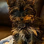 dog, puppy, yorkshire_terrier, small_dog, fur, fluffy, ears, eyes, nose, portrait, close_up, indoor, couch, blanket, sitting, cozy, brown_black, long_hair, pet, adorable