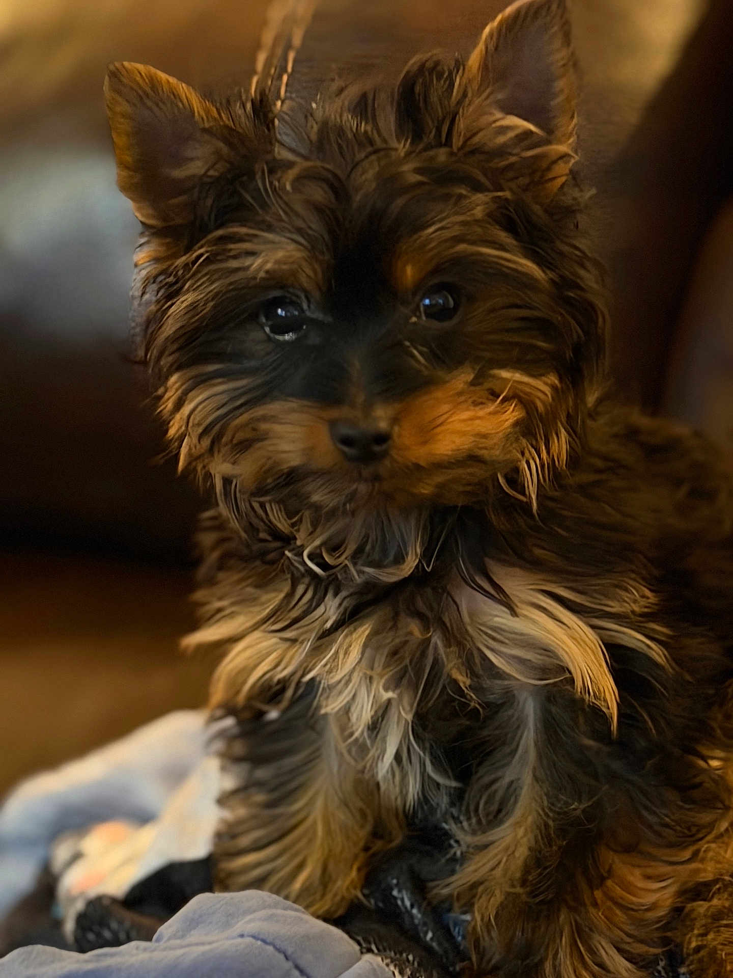 Django joined the competition — help win amazing prizes! dog, puppy, yorkshire_terrier, small_dog, fur, fluffy, ears, eyes, nose, portrait, close_up, indoor, couch, blanket, sitting, cozy, brown_black, long_hair, pet, adorable