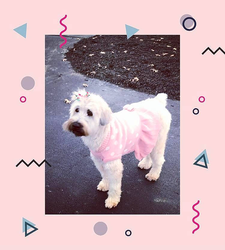 Ellie joined the competition — help win amazing prizes! canidae, carnivore, collar, companion_dog, design, dog, dog_breed, dog_clothes, dog_supply, fawn, font, magenta, pattern, pink, rectangle, snout, sporting_group, terrier, toy_dog, white