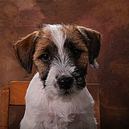 Brownie a rejoint le concours — aidez-le/la à gagner de superbes lots ! animal, background, brown, chair, closeup, cute, dog, ears, expression, face, fur, indoor, looking, pet, portrait, puppy, studio, whiskers, white, young