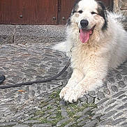 Roméo a rejoint le concours — aidez-le/la à gagner de superbes lots ! dog, animal, fluffy, white_fur, black_fur, tongue_out, happy, resting, cobblestone, street, door, wooden_door, outdoor, leash, pet, canine, smiling, stone_wall, paw, daylight