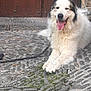 dog, animal, fluffy, white_fur, black_fur, tongue_out, happy, resting, cobblestone, street, door, wooden_door, outdoor, leash, pet, canine, smiling, stone_wall, paw, daylight