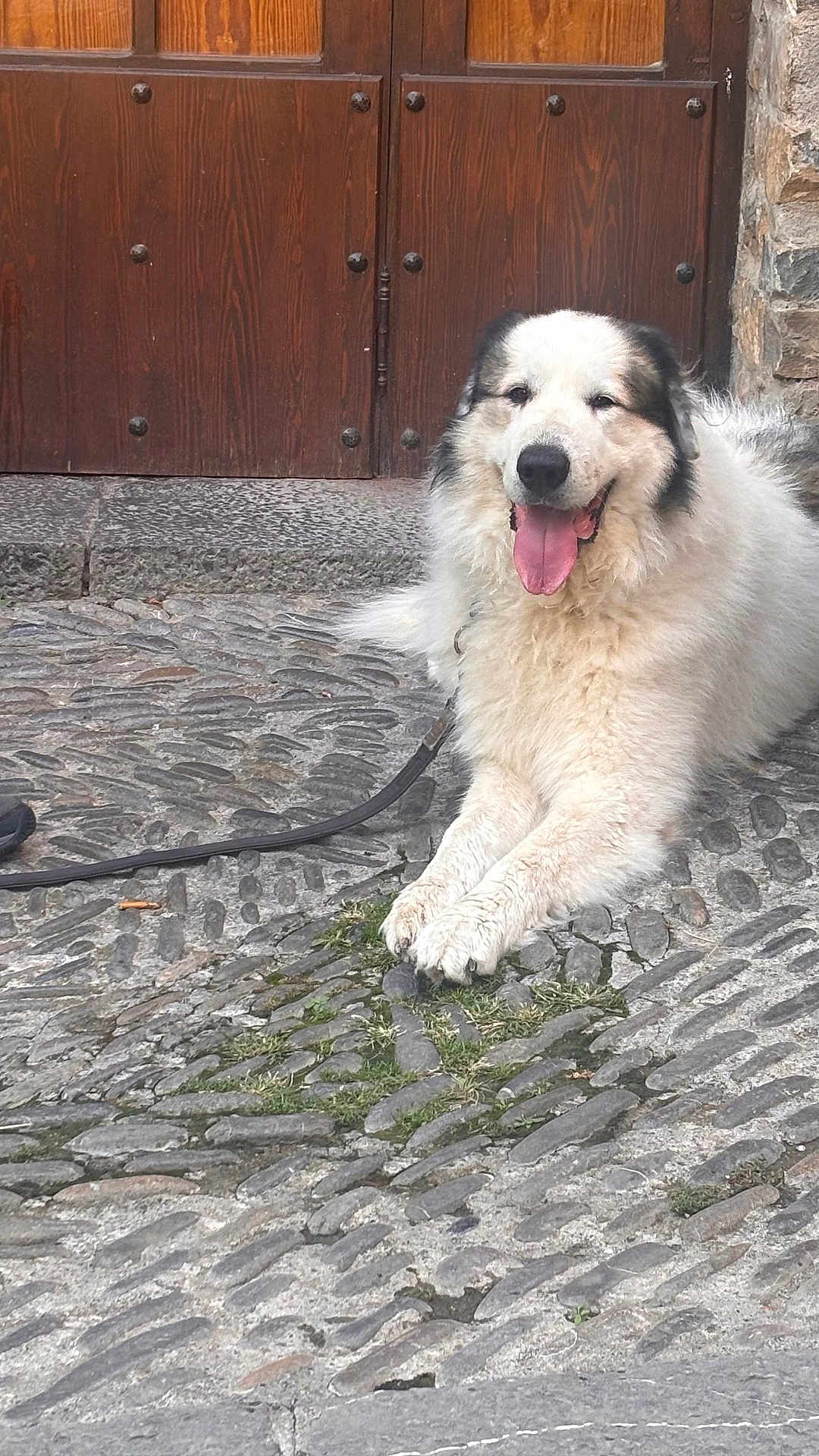 Roméo a rejoint le concours — aidez-le/la à gagner de superbes lots ! dog, animal, fluffy, white_fur, black_fur, tongue_out, happy, resting, cobblestone, street, door, wooden_door, outdoor, leash, pet, canine, smiling, stone_wall, paw, daylight