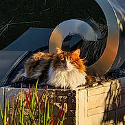 Maya participe au concours pour gagner de l'argent avec cette photo : cat, fluffy, outdoor, stone_wall, metal_sculpture, sunlight, greenery, plants, relaxed, animal, pet, feline, nature, shadow, daylight, calm, resting, garden, sculpture, wildlife