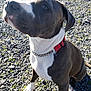 Joy a rejoint le concours — aidez-le/la à gagner de superbes lots ! adventure, american_pit_bull_terrier, american_staffordshire_terrier, bandog, canidae, carnivore, dog, dog_breed, dog_collar, fawn, mammal, non_sporting_group, pit_bull, pointer, rare_breed_dog, snout, sporting_group, tail, vertebrate