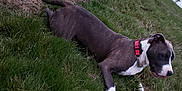 Joy a rejoint le concours — aidez-le/la à gagner de superbes lots ! adventure, american_bulldog, american_pit_bull_terrier, american_staffordshire_terrier, canidae, carnivore, dog, dog_breed, dog_collar, dog_walking, fawn, leash, mammal, non_sporting_group, pit_bull, snout, sporting_group, tail, terrier, vertebrate