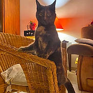 Vanille participe au concours pour gagner de l'argent avec cette photo : cat, tortoiseshell_cat, wicker_chair, indoor, furniture, lamp, orange_lamp, tile_floor, cozy, pet, animal, curious, looking, standing, tail, home, cushion, wood, decor, living_room